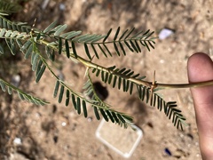 Prosopis