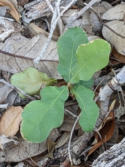 Quercus sinuata