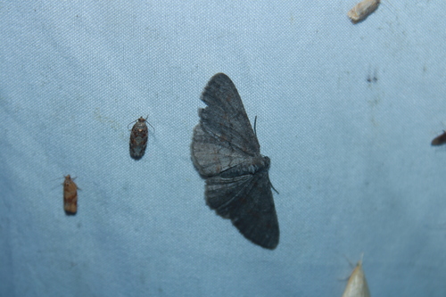 Large Purplish Gray photo 4