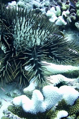 Acanthaster planci