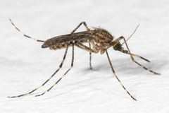 Coquillettidia perturbans