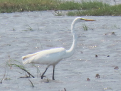 Ardea alba melanorhynchos