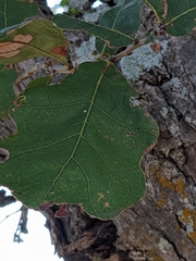 Quercus sinuata