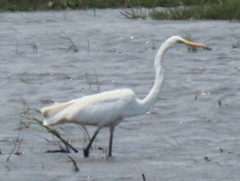 Ardea alba melanorhynchos