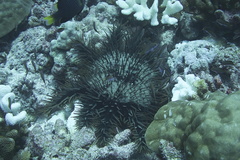 Acanthaster planci