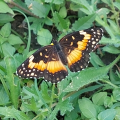 Chlosyne lacinia adjutrix