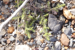 Seriphium cinereum