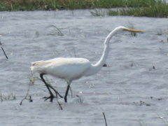 Ardea alba melanorhynchos