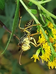 Fuscopolistes