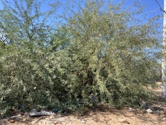 Prosopis