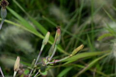 Porophyllum ruderale macrocephalum