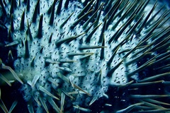 Acanthaster planci