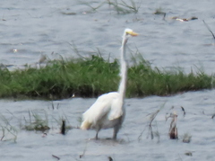 Ardea alba melanorhynchos