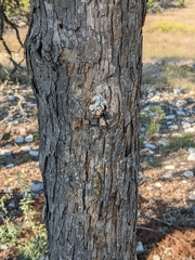 Quercus sinuata