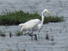 Ardea alba melanorhynchos