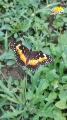 Chlosyne lacinia adjutrix