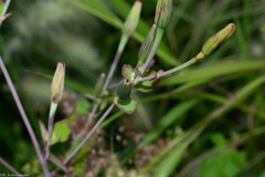 Porophyllum ruderale macrocephalum