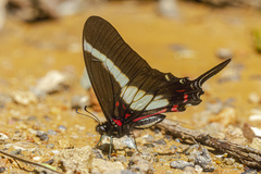 Protographium asius