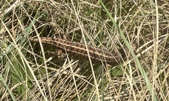 Trachylepis capensis