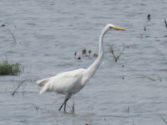Ardea alba melanorhynchos