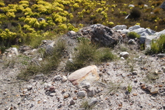 Eragrostis
