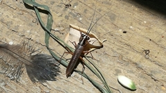 Mantoida maya