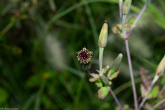 Porophyllum ruderale macrocephalum