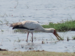 Mycteria ibis