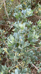 Atriplex lentiformis