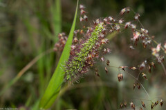 Setaria adhaerens