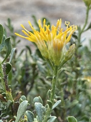 Ericameria cuneata spathulata