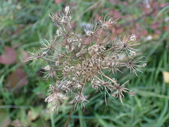 Apioideae