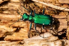 Cicindela sexguttata