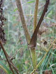 Apioideae