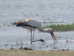 Mycteria ibis