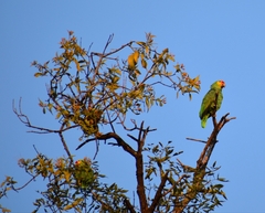 Amazona autumnalis