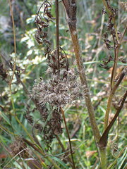 Apioideae