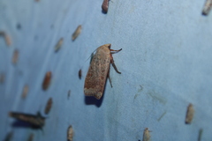 Abagrotis