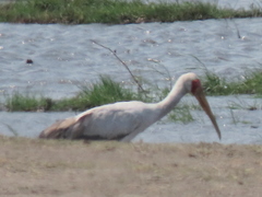 Mycteria ibis
