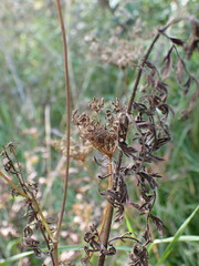 Apioideae
