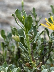 Ericameria cuneata spathulata