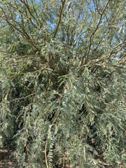 Prosopis
