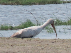 Mycteria ibis