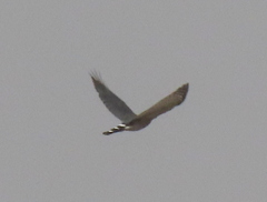 Accipiter minullus