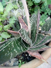 Gasteria disticha