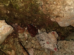 Hypopachus variolosus