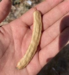 Prosopis