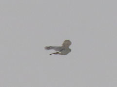 Accipiter minullus