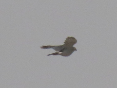 Accipiter minullus