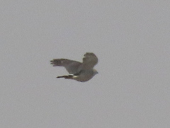 Accipiter minullus
